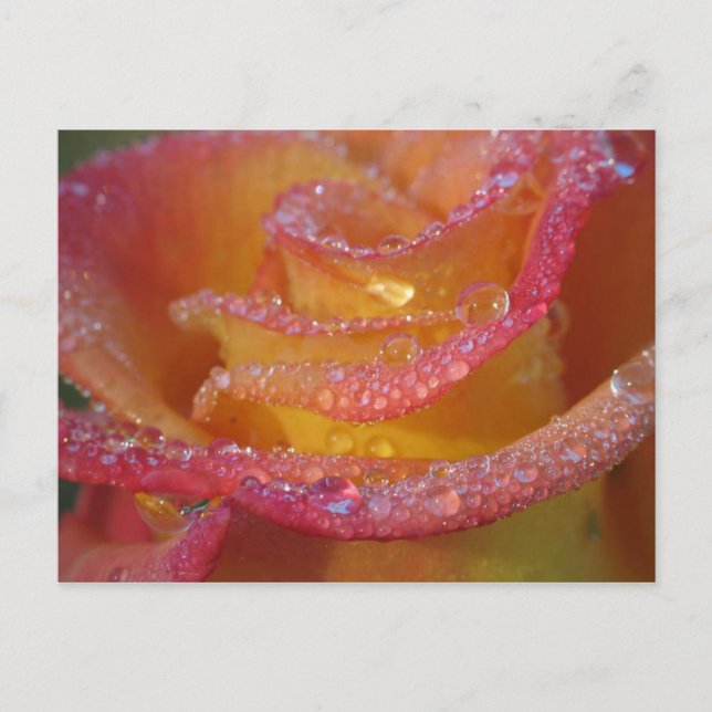 Rose Wasser Postkarte (Vorderseite)