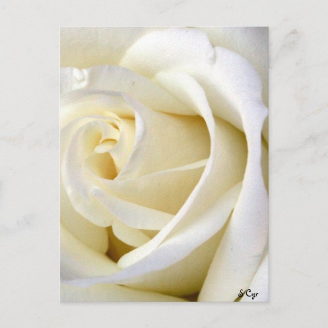 Rose White Postkarte (Vorderseite)