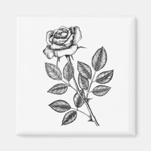 ROSE ZEICHN 2 MAGNET