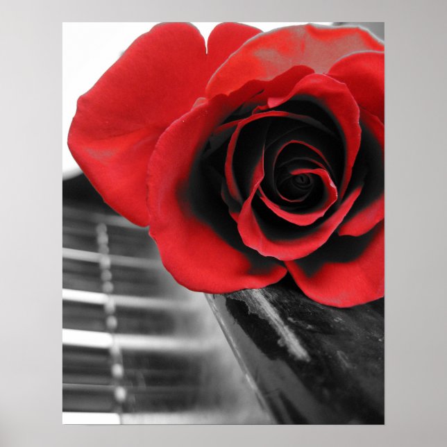 Rose zur Piano-Sammlung I Poster (Vorne)