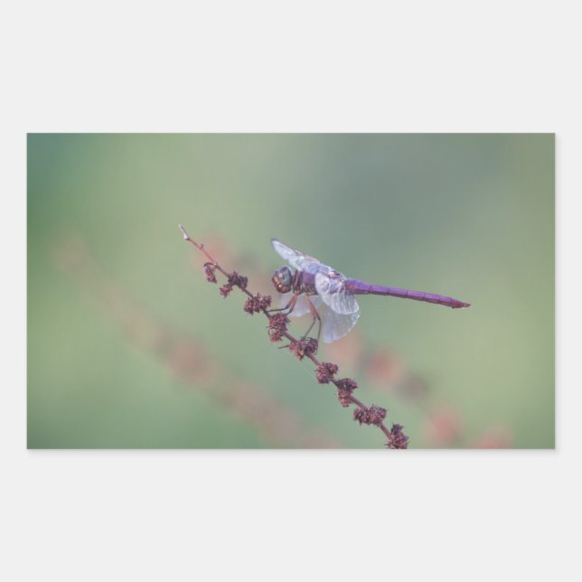 Roseat Skimmer Dragonfly Rechteckiger Aufkleber (Vorderseite)