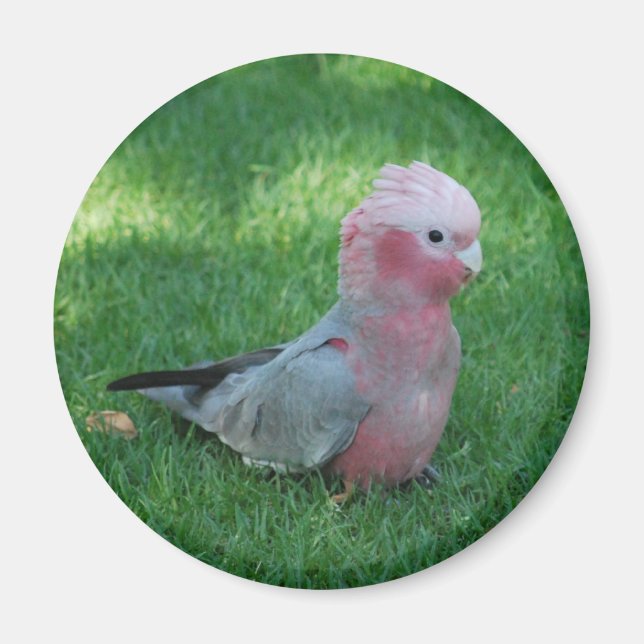 Roseate Cockatoo Magnet (Vorne)
