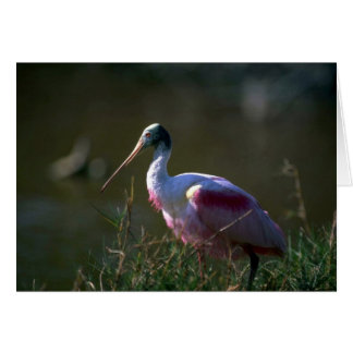 Roseate Spoonbill