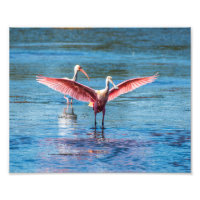 Roseate Spoonbill 10 x 8 Kodak Pro Foto