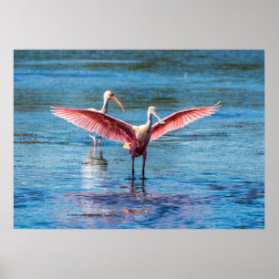 Roseate Spoonbill 28 x 20 Archival Heavy Wgt Papie Poster