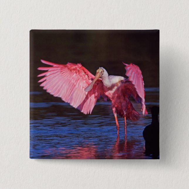 Roseate Spoonbill (Ajaia ajaja) mit Kormorant Button (Vorderseite)