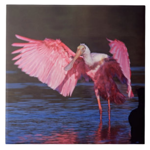 Roseate Spoonbill (Ajaia ajaja) mit Kormorant Fliese