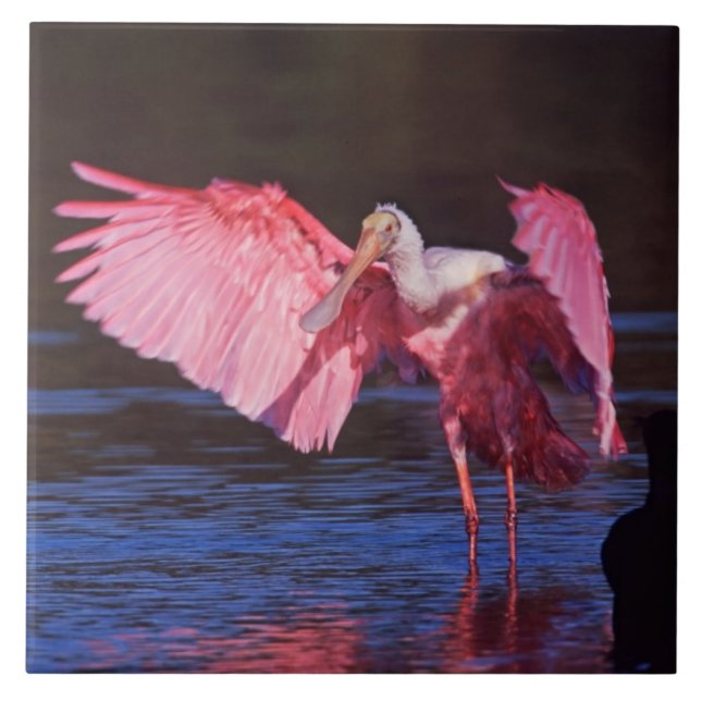 Roseate Spoonbill (Ajaia ajaja) mit Kormorant Fliese (Vorderseite)