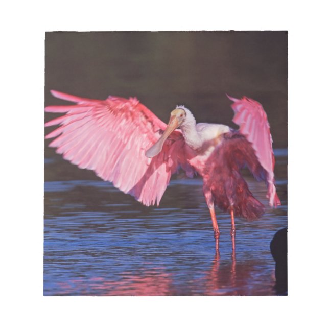 Roseate Spoonbill (Ajaia ajaja) mit Kormorant Notizblock (Vorderseite)