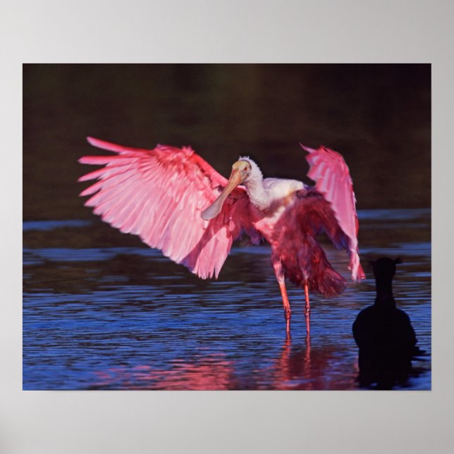 Roseate Spoonbill (Ajaia ajaja) mit Kormorant Poster (Vorne)