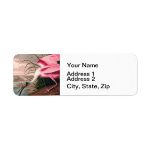 Roseate Spoonbill Audubon Bird Wildlife