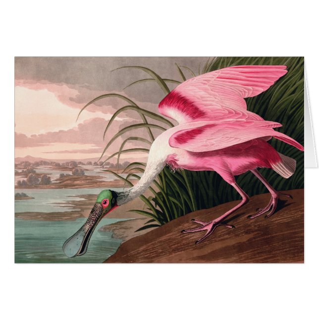 Roseate Spoonbill Audubon Bird Wildlife (Vorderseite (Horizontal))