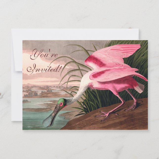 Roseate Spoonbill Audubon Bird Wildlife Einladung (Vorderseite)