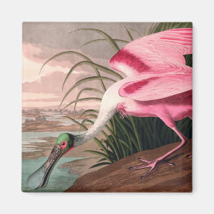Roseate Spoonbill Audubon Bird Wildlife Magnet