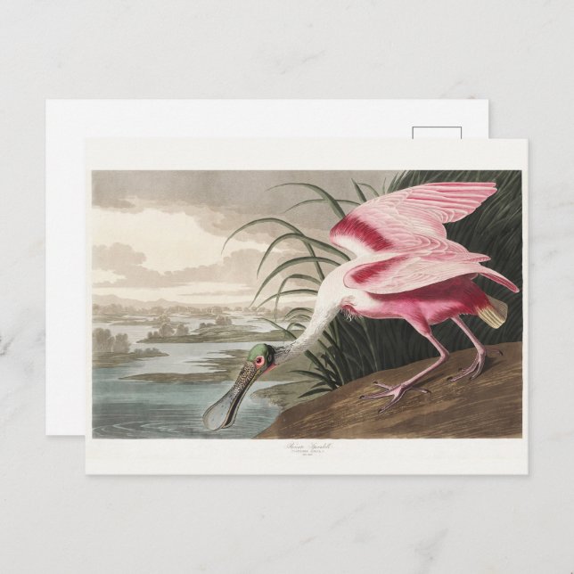 Roseate Spoonbill Audubon Bird Wildlife Painting Postkarte (Vorne/Hinten)