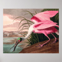 Roseate Spoonbill Audubon Bird Wildlife
