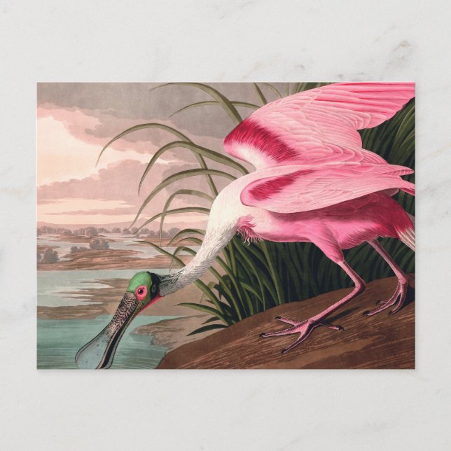 Roseate Spoonbill Audubon Bird Wildlife Postkarte (Vorderseite)