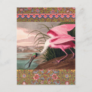 Roseate Spoonbill Audubon Bird Wildlife Postkarte