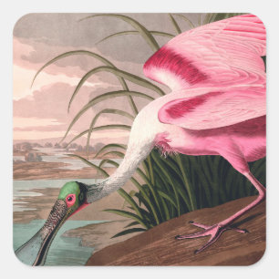 Roseate Spoonbill Audubon Bird Wildlife Quadratischer Aufkleber