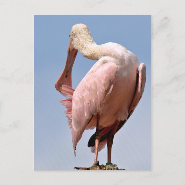 Roseate Spoonbill auf Holzpfosten Postkarte (Vorderseite)