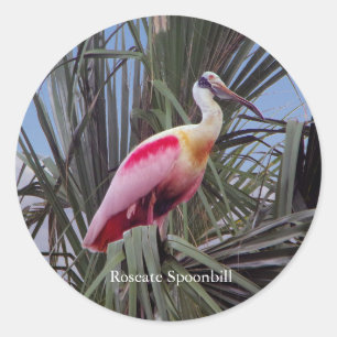 Roseate Spoonbill Aufkleber