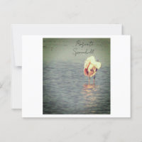 Roseate Spoonbill Bird Foto Postcard