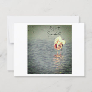 Roseate Spoonbill Bird Foto Postcard Postkarte