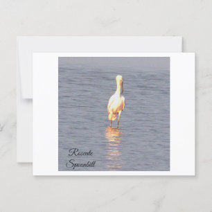 Roseate Spoonbill Bird Foto Postcard Postkarte