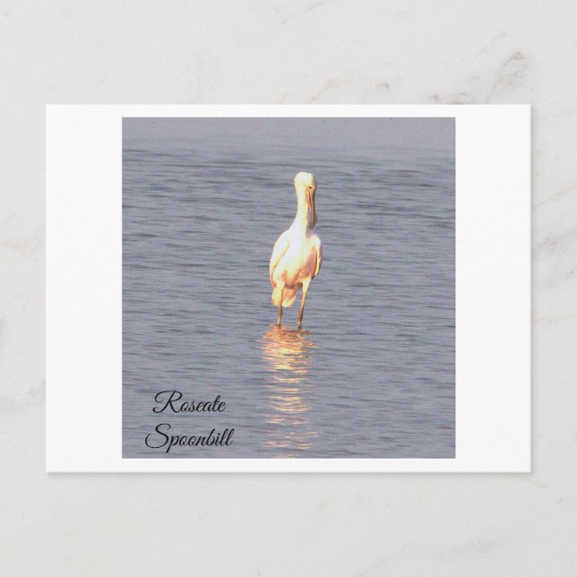Roseate Spoonbill Bird Foto Postcard Postkarte (Vorderseite)