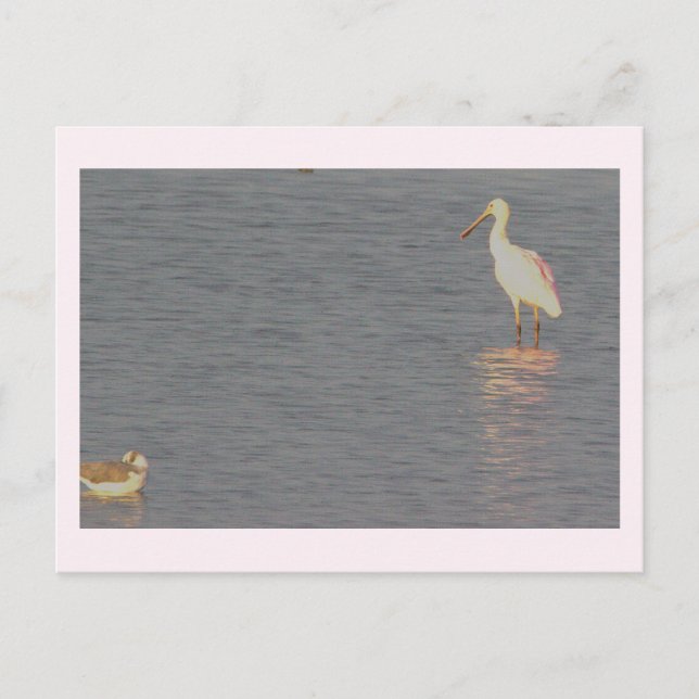 Roseate Spoonbill Bird Postcard Postkarte (Vorderseite)