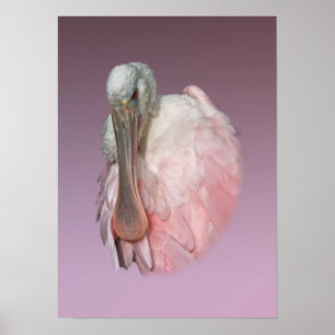 Roseate Spoonbill Bird Poster
