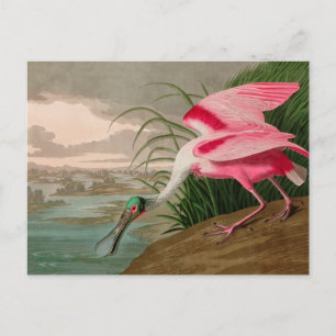 Roseate Spoonbill Birds of America Audubon Print Feiertagspostkarte
