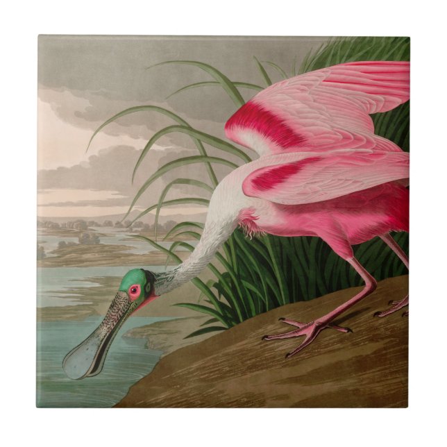Roseate Spoonbill Birds of America Audubon Print Fliese (Vorderseite)