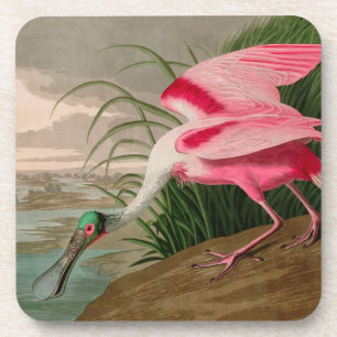 Roseate Spoonbill Birds of America Audubon Print Getränkeuntersetzer