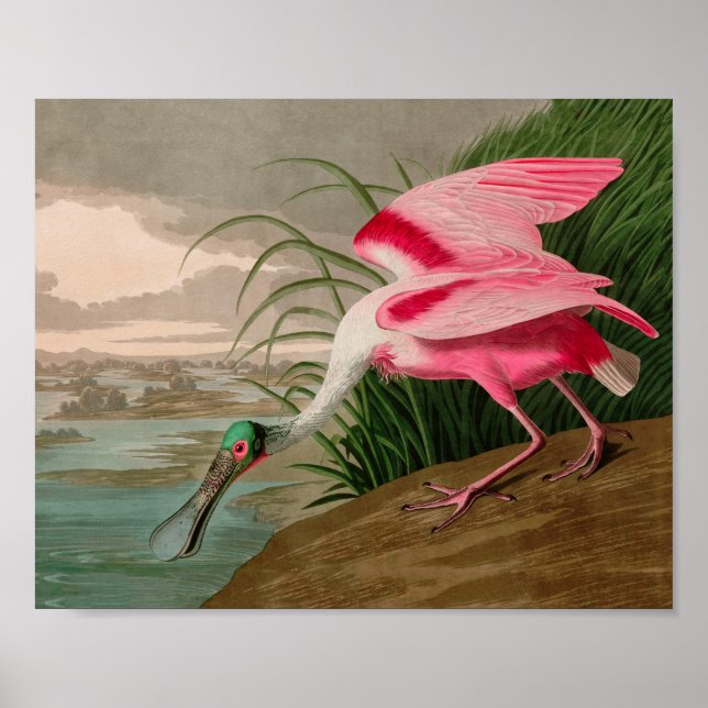 Roseate Spoonbill Birds of America Audubon Print Poster (Vorne)