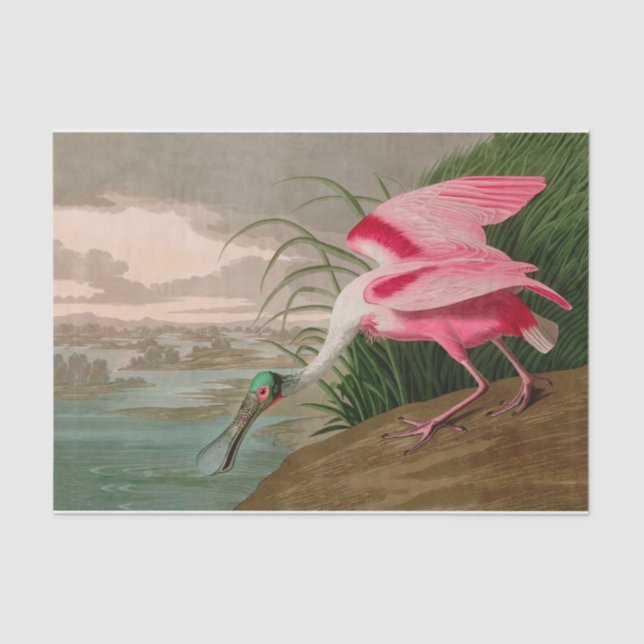 Roseate Spoonbill Birds of America Audubon Print Seidenpapier (Vorderseite)