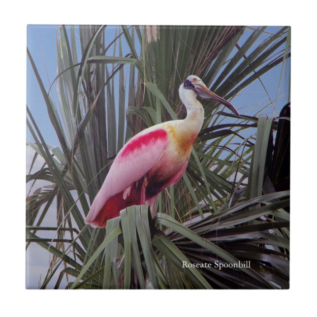 Roseate Spoonbill Fliese (Vorderseite)