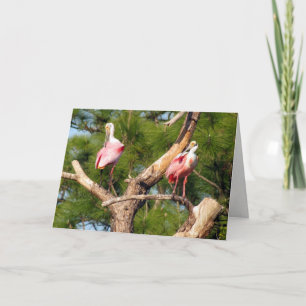 Roseate Spoonbill Grußkarte Karte