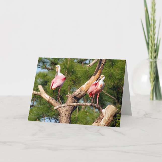 Roseate Spoonbill Grußkarte Karte (Vorderseite)