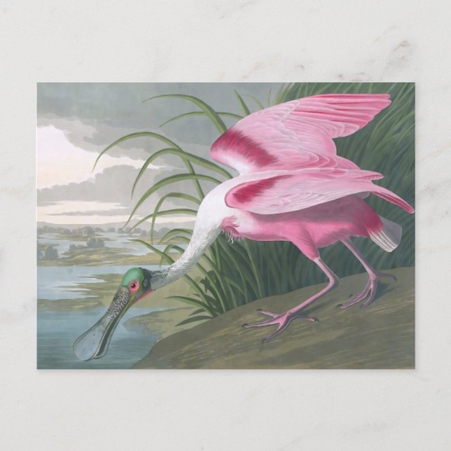 Roseate Spoonbill, John James Audubon Fine Art Postkarte (Vorderseite)