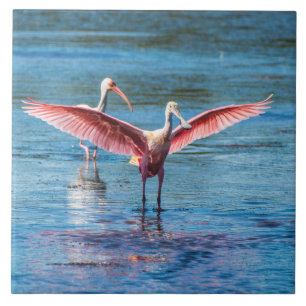 Roseate Spoonbill Large 6" X 6" Foto Tile Fliese