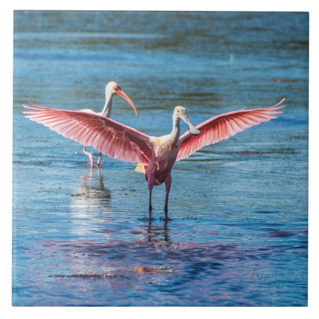Roseate Spoonbill Large 6" X 6" Foto Tile Fliese (Vorderseite)