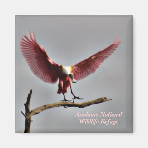 Roseate Spoonbill Magnet