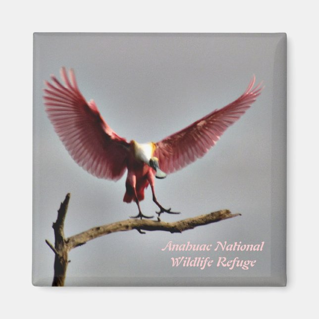 Roseate Spoonbill Magnet (Vorne)