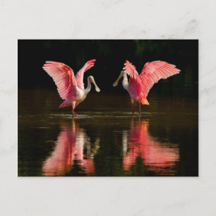 Roseate Spoonbill Mating Dance Postkarte