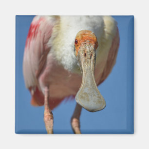 Roseate Spoonbill mit großem Schnabel Magnet
