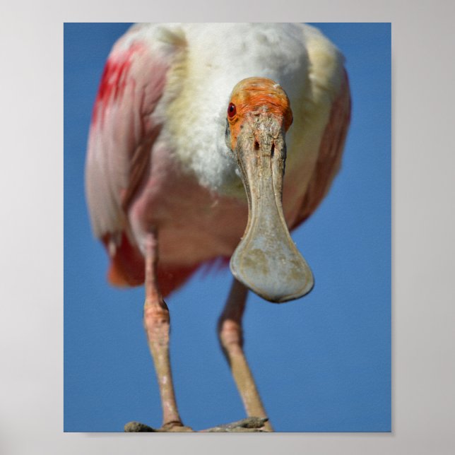 Roseate Spoonbill mit großem Schnabel Poster (Vorne)