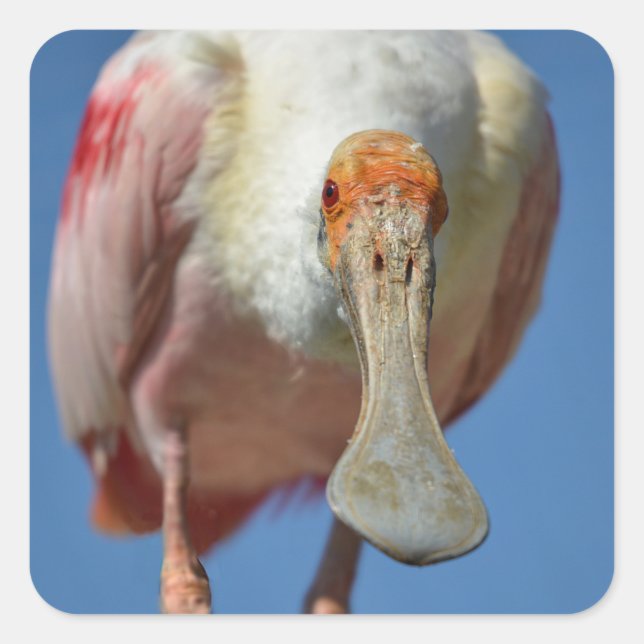 Roseate Spoonbill mit großem Schnabel Quadratischer Aufkleber (Vorderseite)