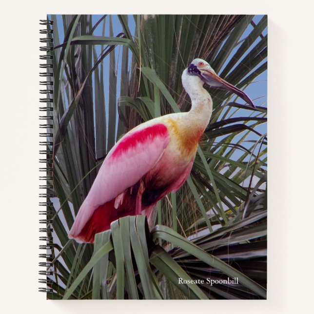 Roseate Spoonbill Notebook Notizbuch (Vorderseite)