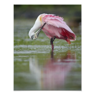 Roseate Spoonbill (Platalea ajaja) 11 x 14 Fotodruck